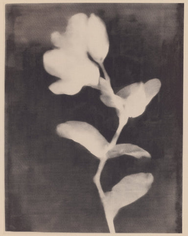 Vintage Floral Silhouette