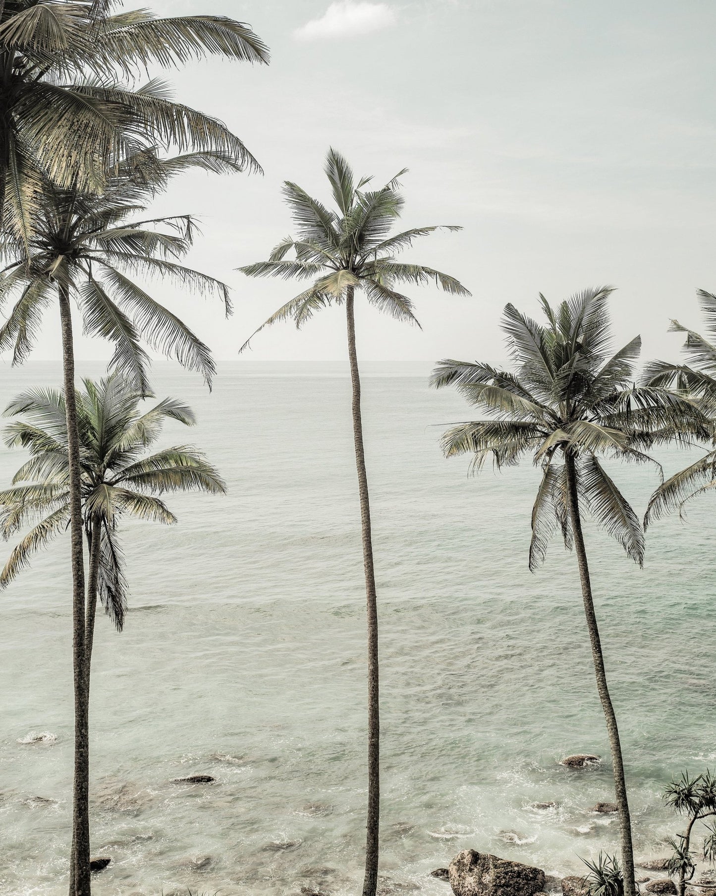 Coastal Palm View