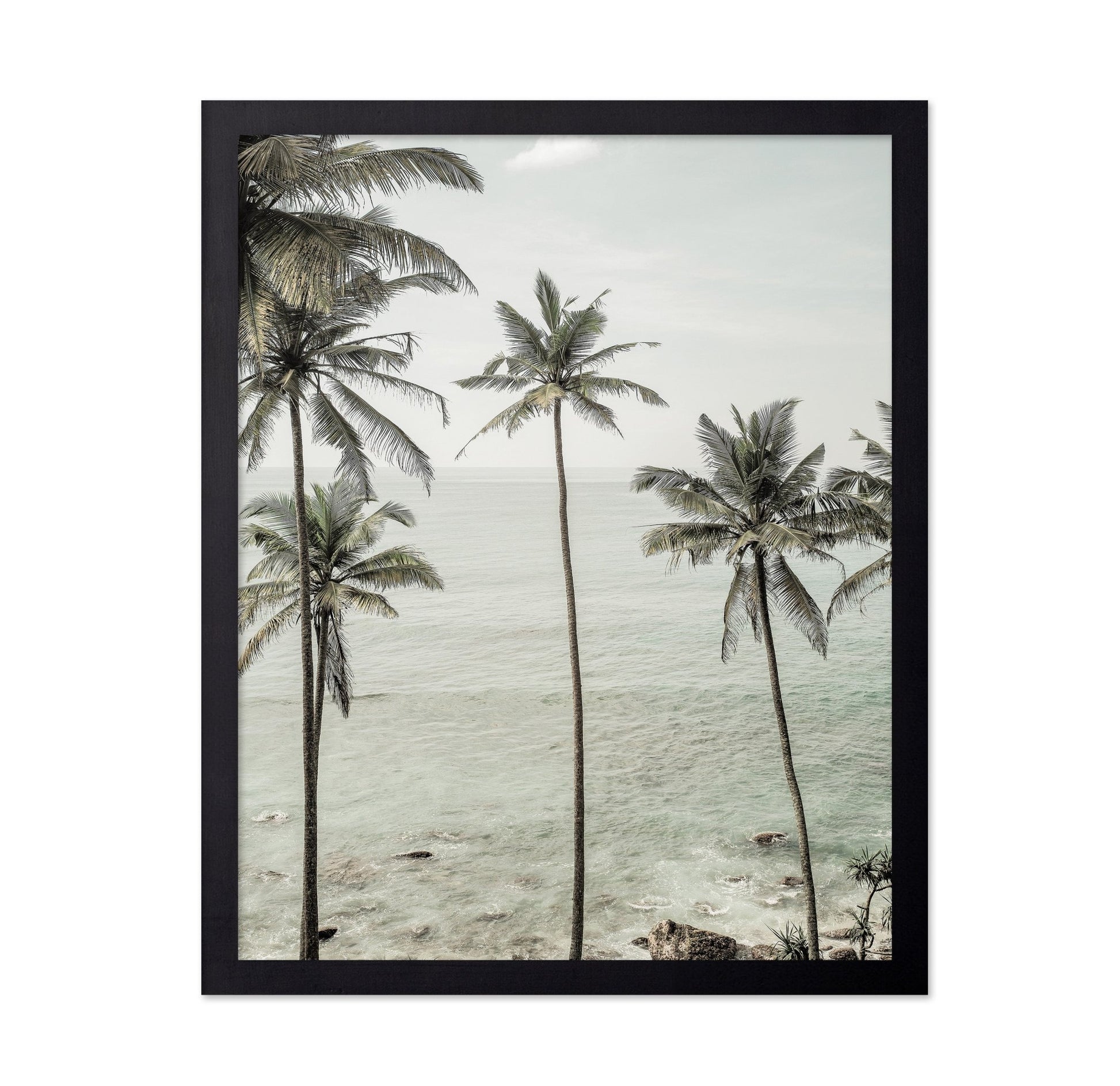 Coastal Palm View