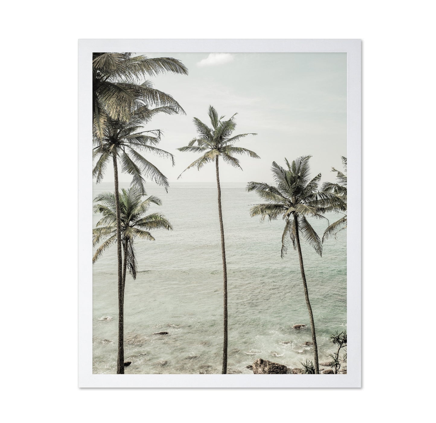 Coastal Palm View