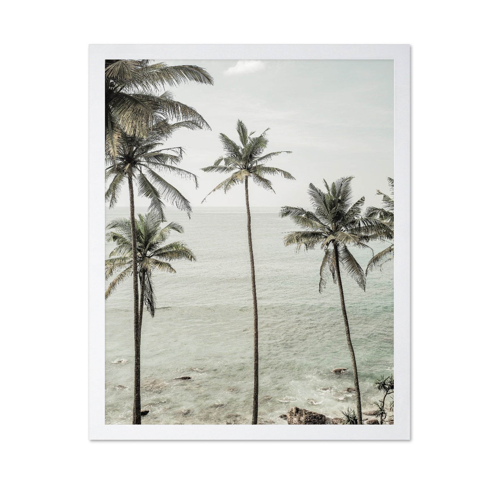 Coastal Palm View
