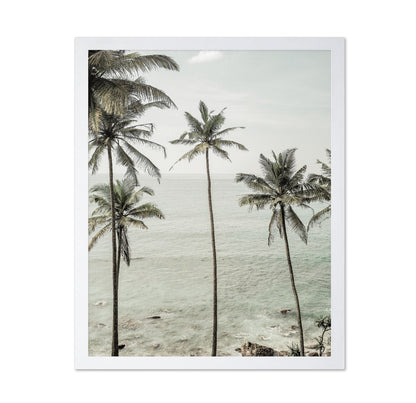Coastal Palm View