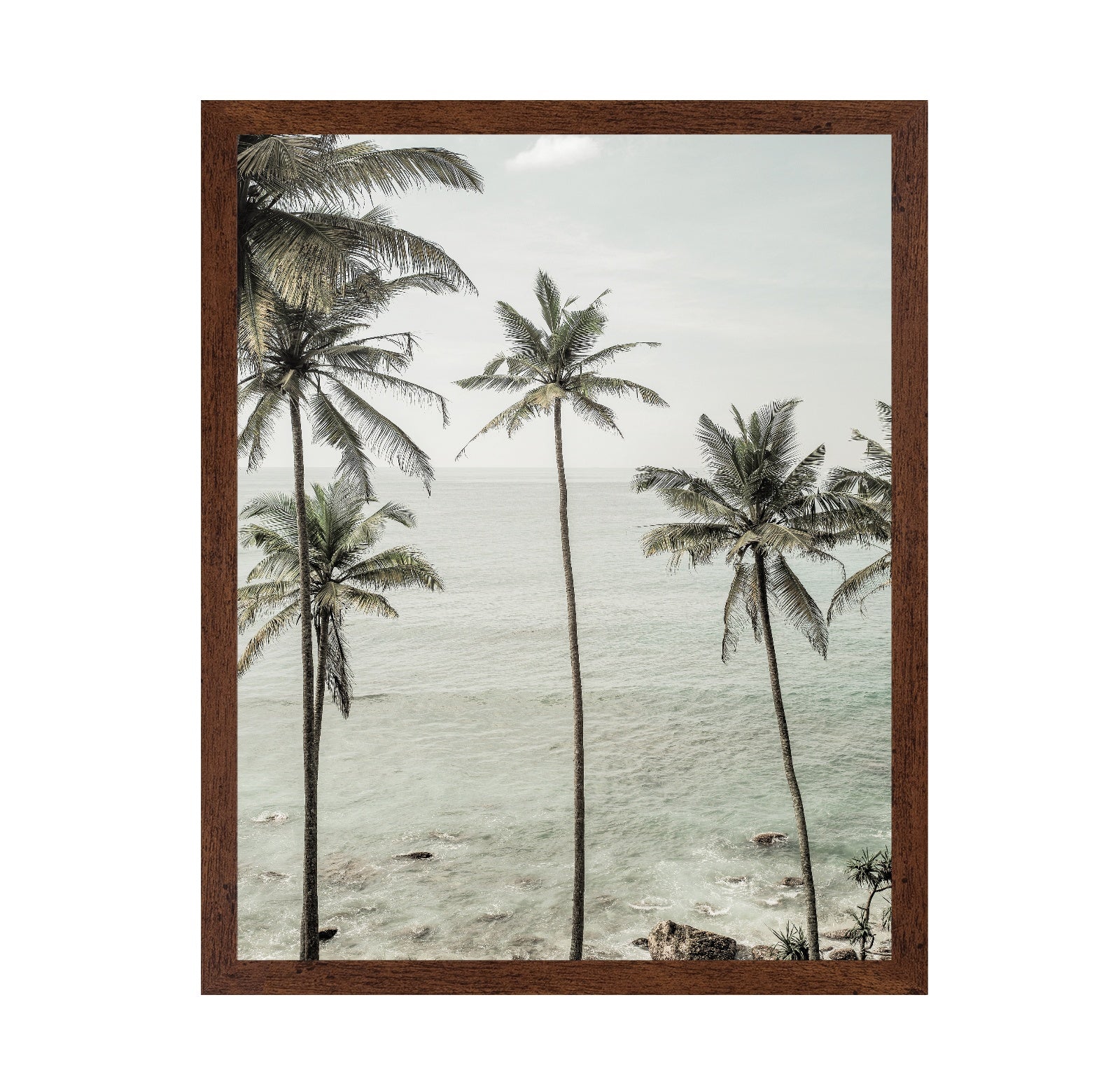 Coastal Palm View