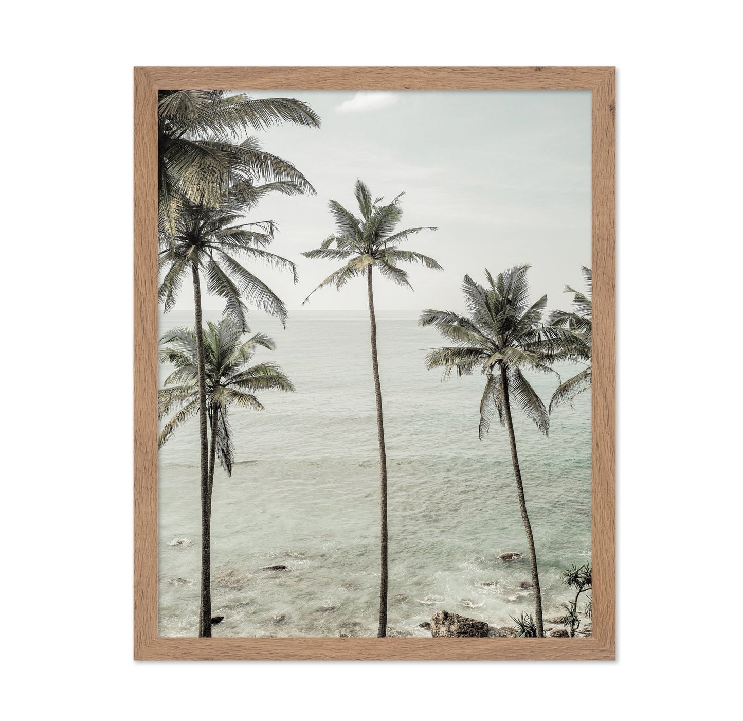 Coastal Palm View