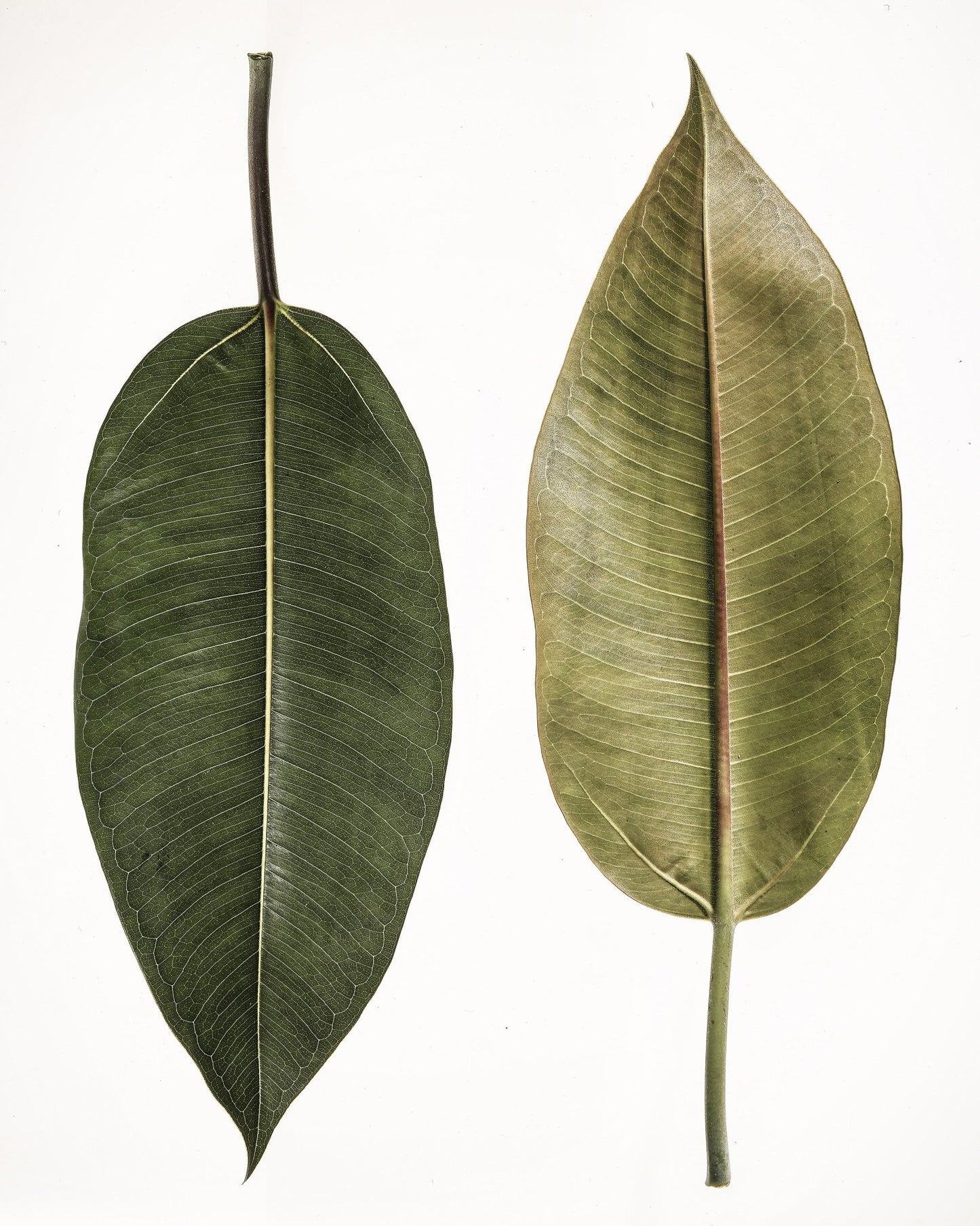 Dual Leaf Study