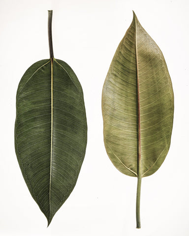 Dual Leaf Study