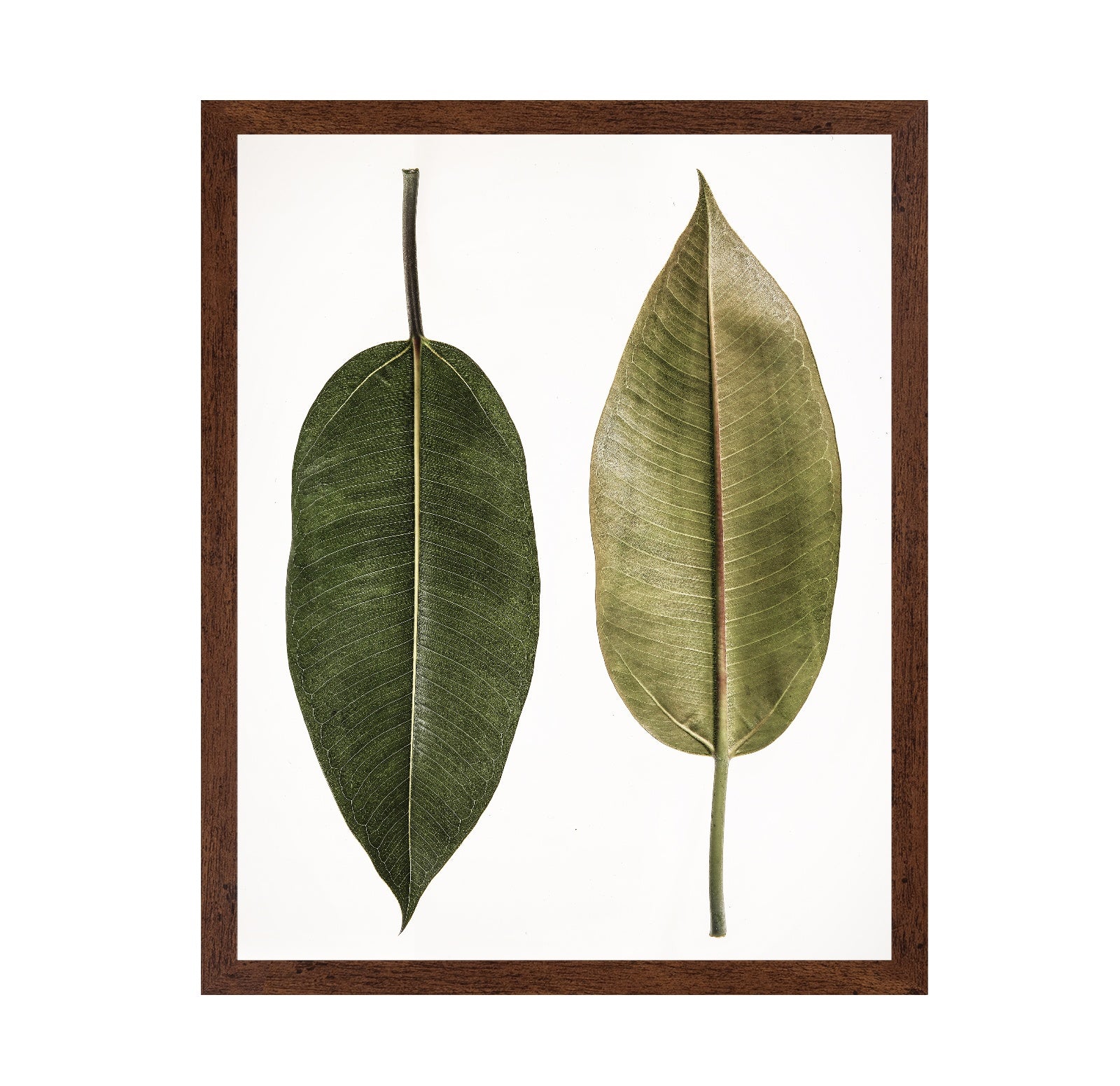 Dual Leaf Study