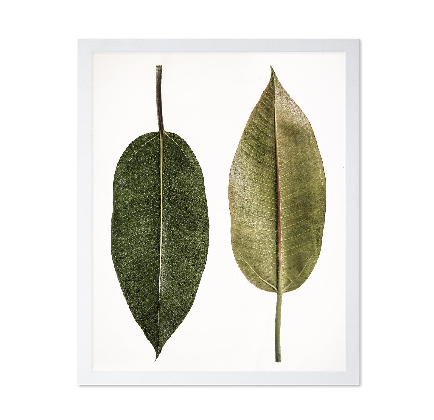 Dual Leaf Study