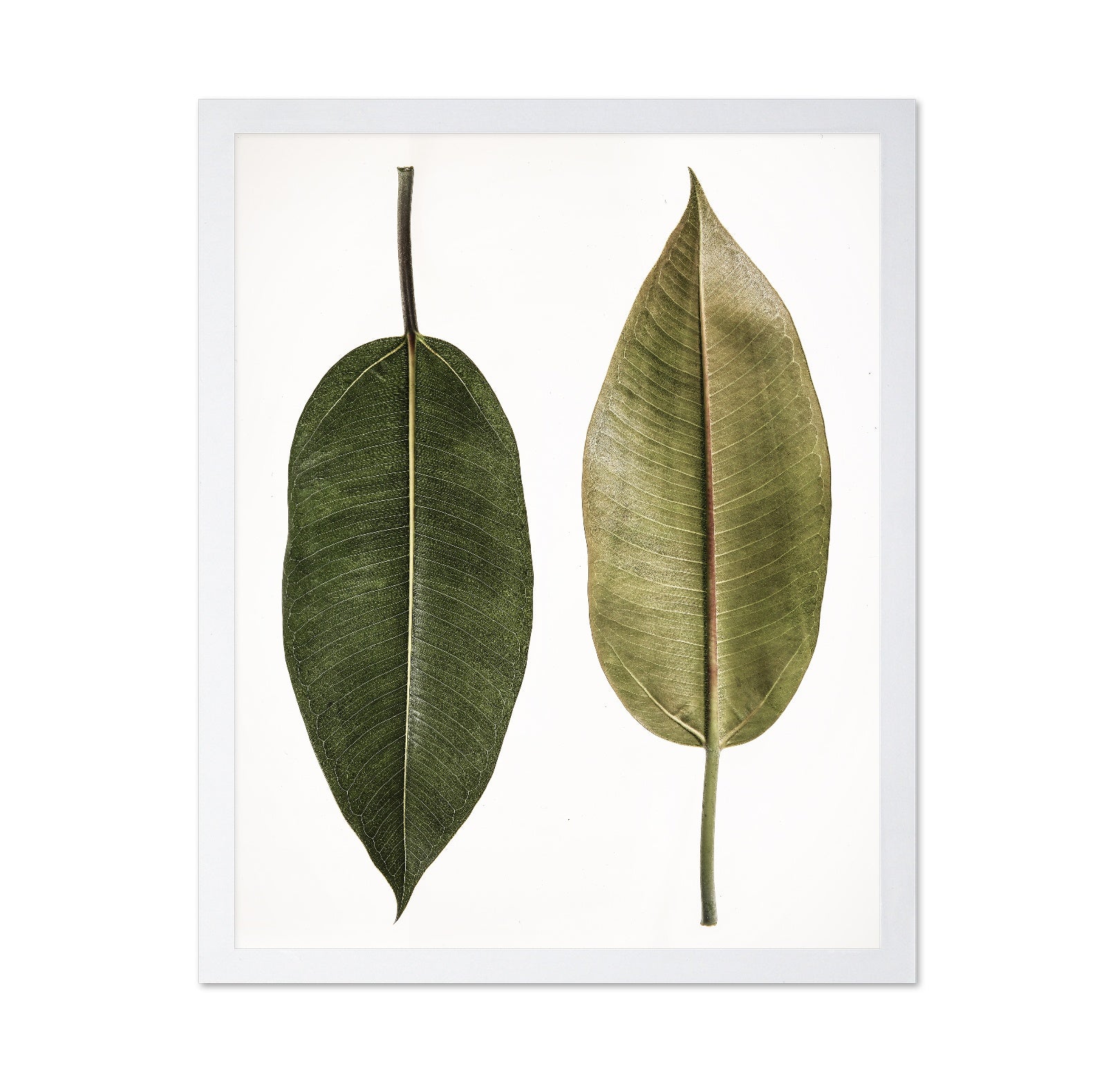 Dual Leaf Study