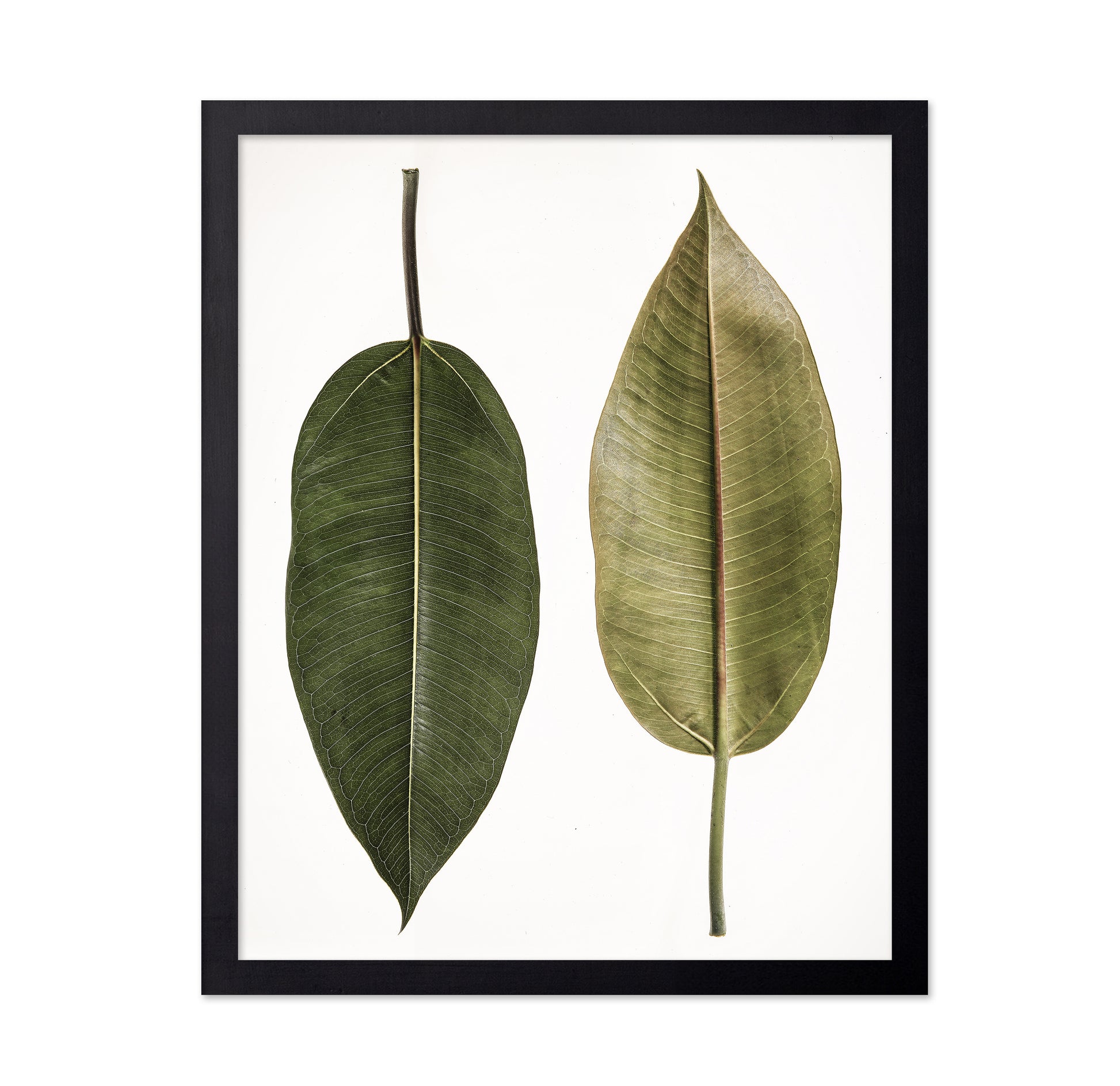 Dual Leaf Study