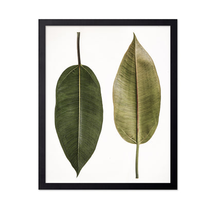 Dual Leaf Study