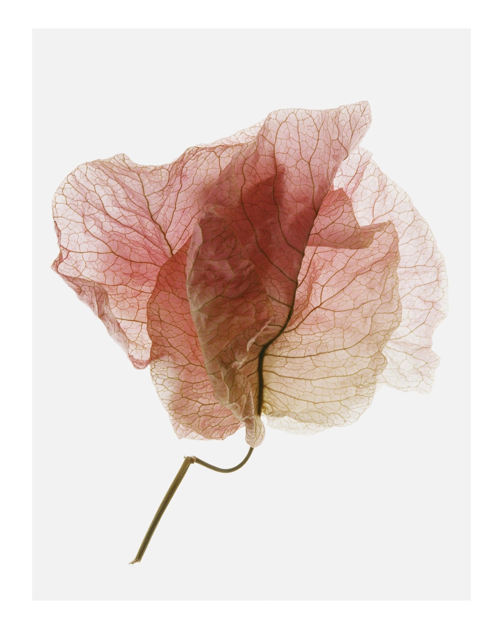 Soft Pink Petal