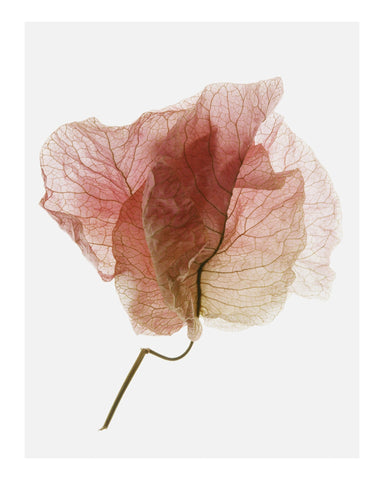Soft Pink Petal