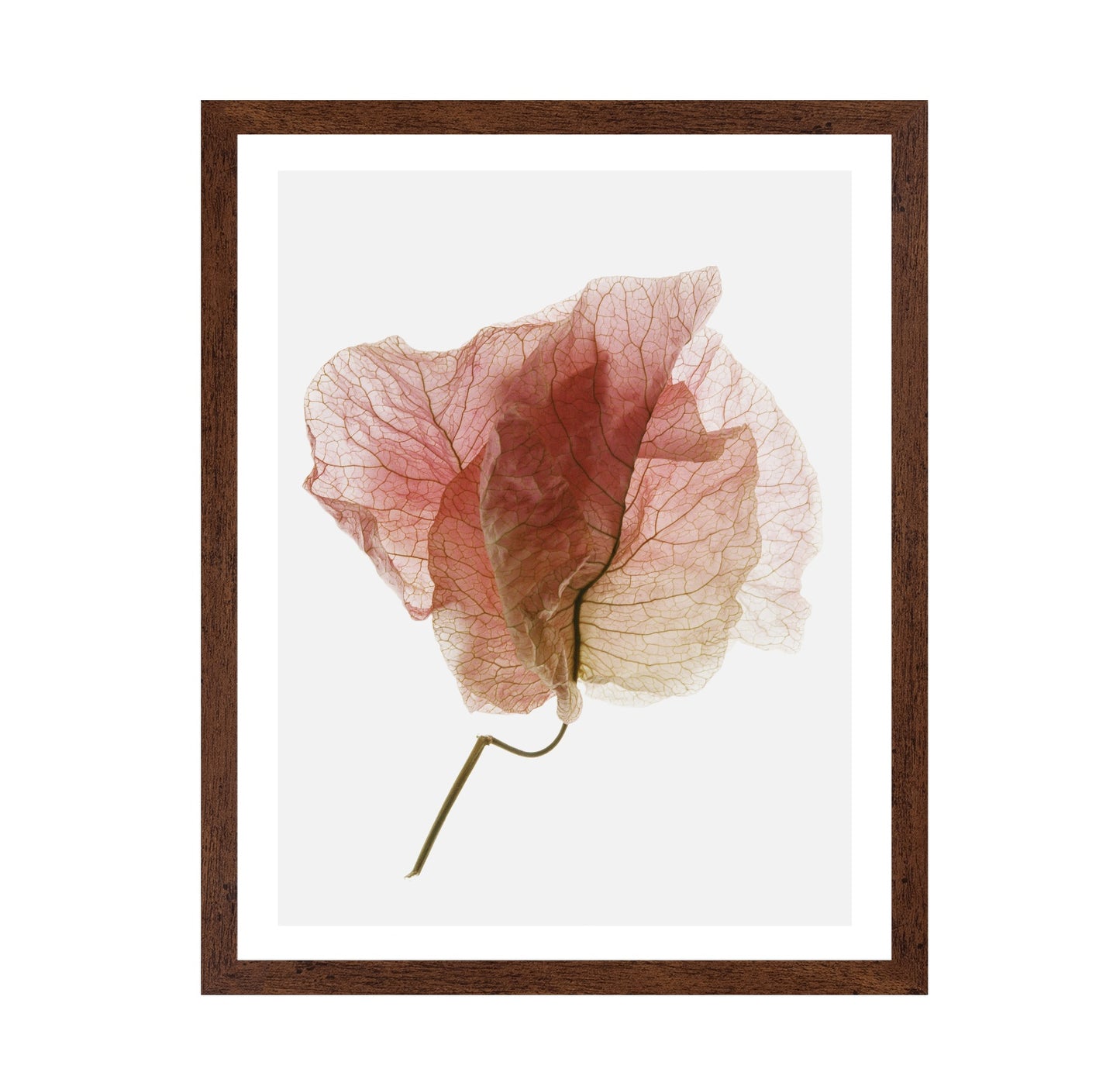 Soft Pink Petal