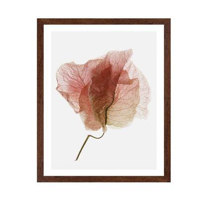 Soft Pink Petal