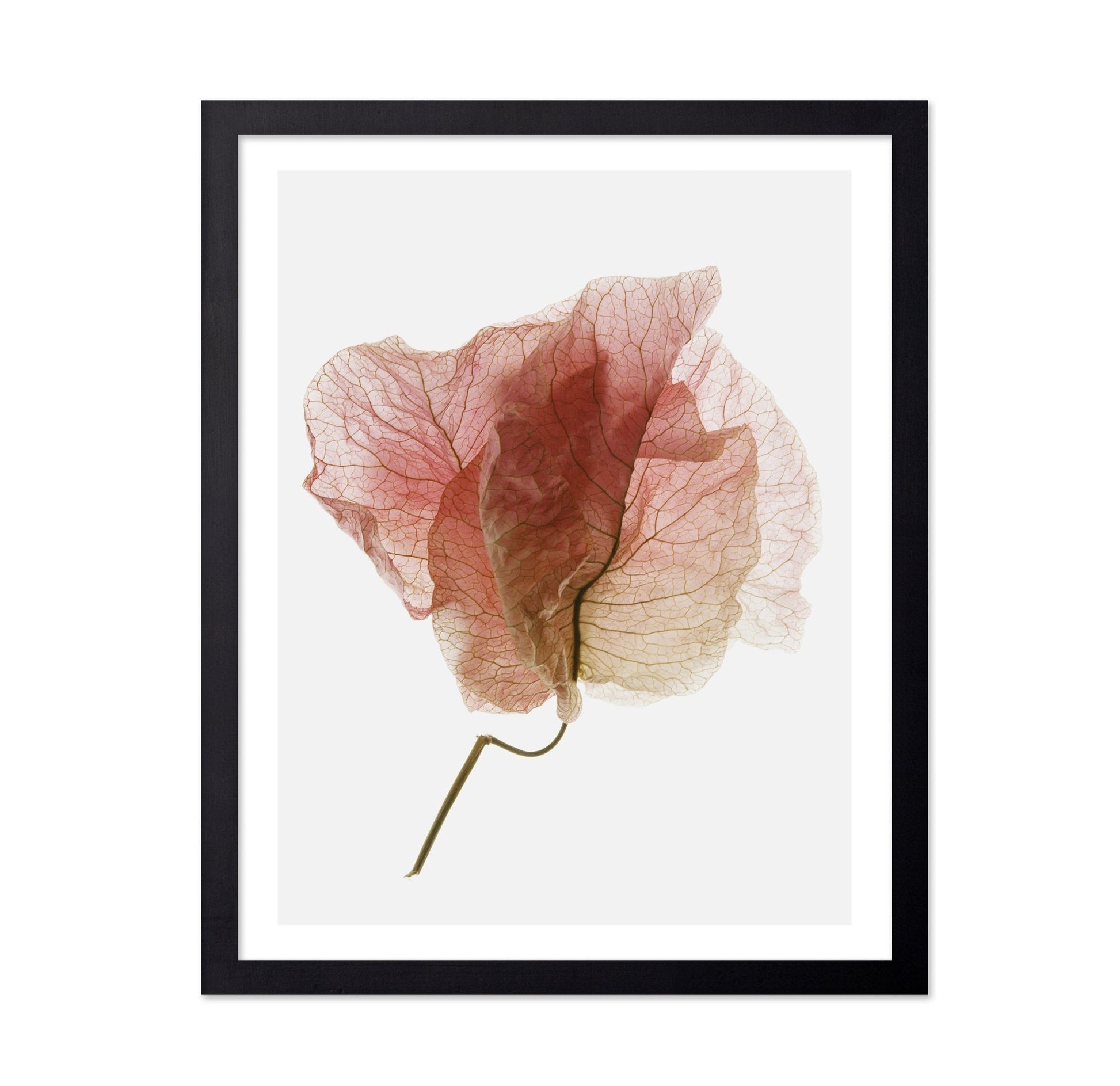Soft Pink Petal