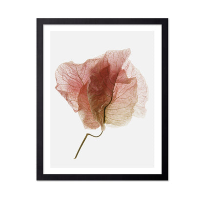 Soft Pink Petal