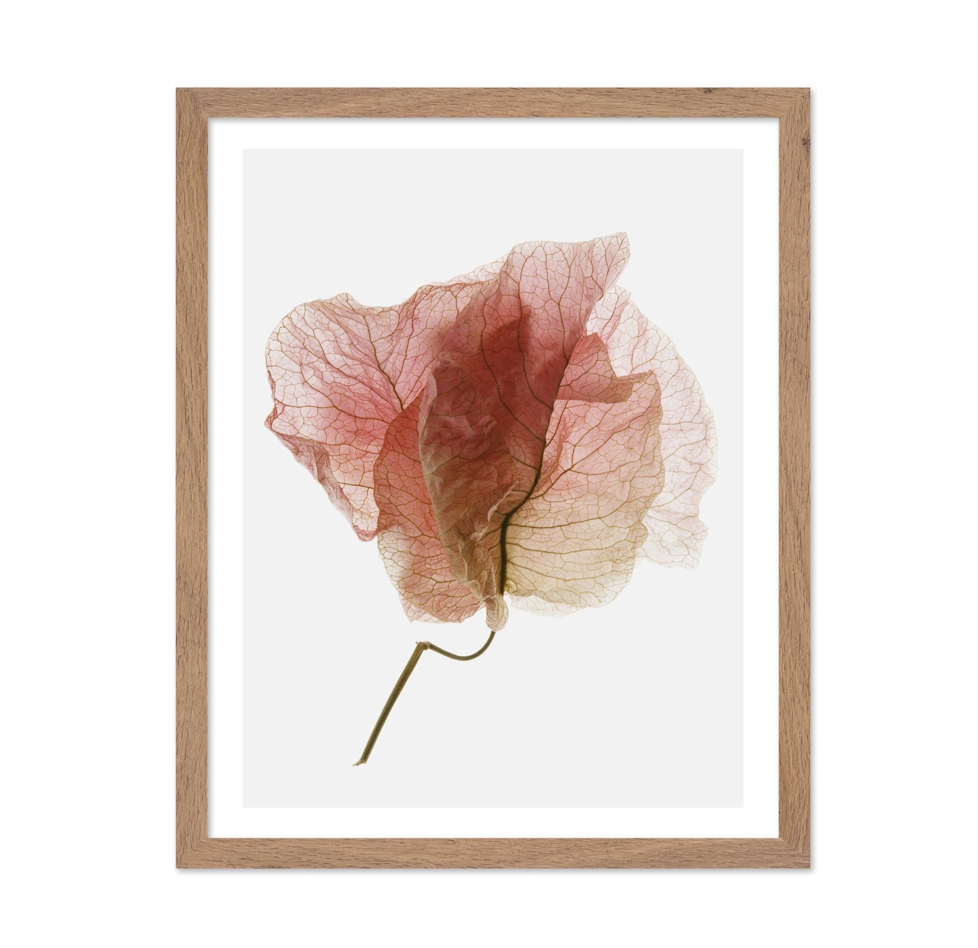 Soft Pink Petal