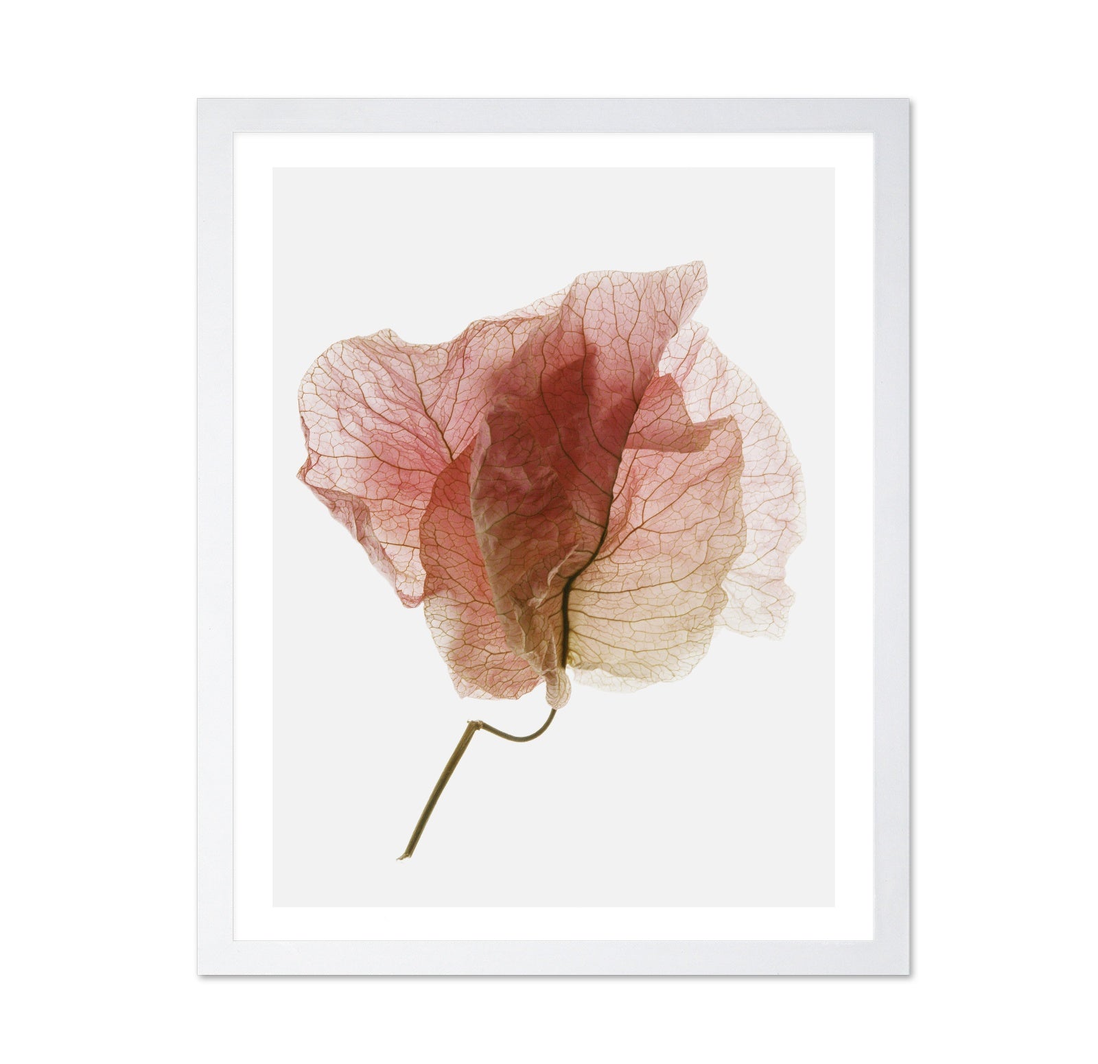 Soft Pink Petal