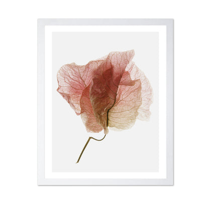 Soft Pink Petal