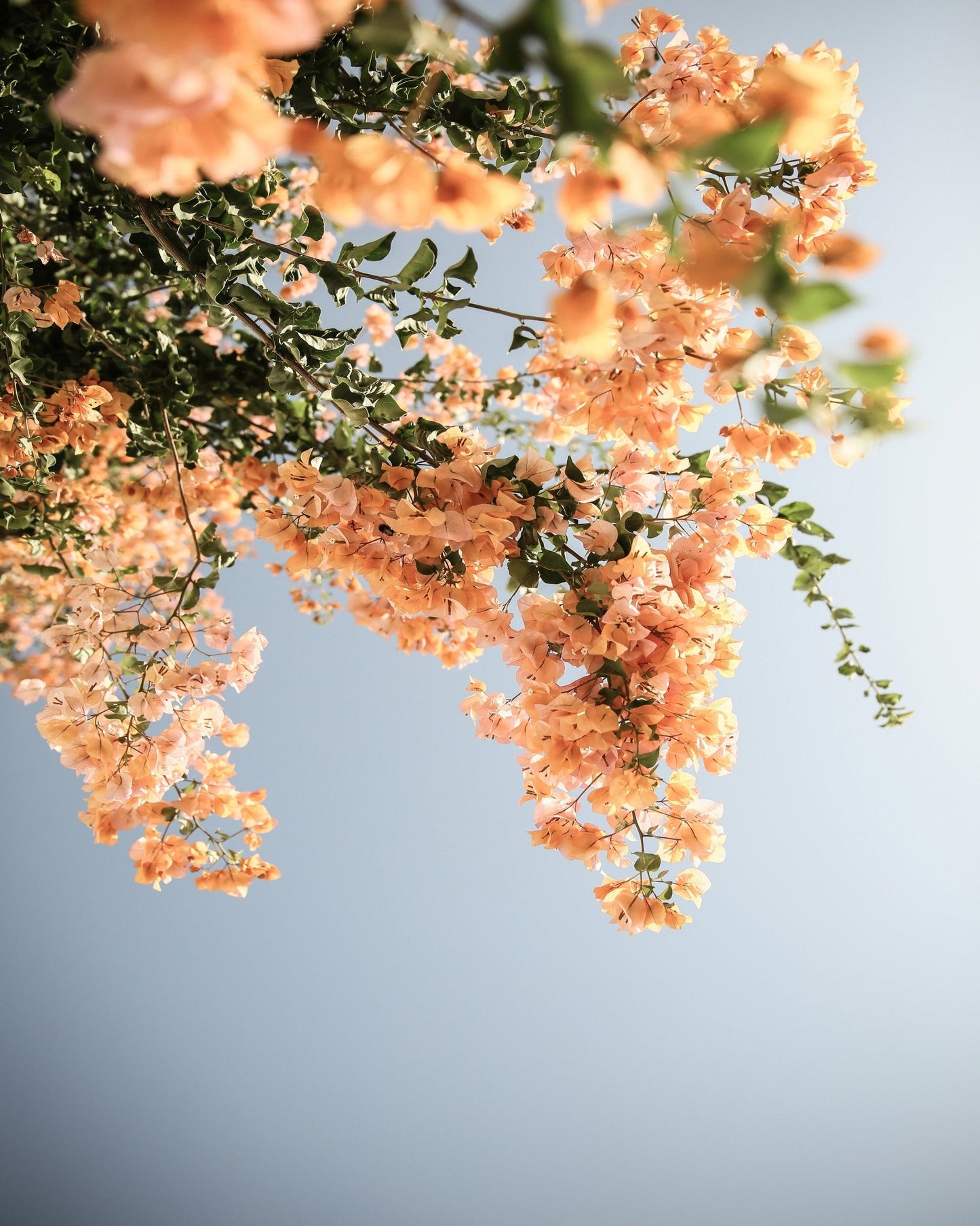 Peach Blossom Sky