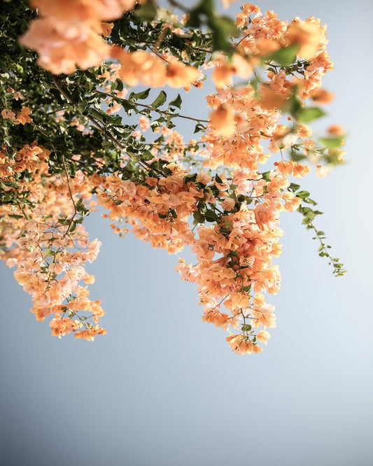 Peach Blossom Sky
