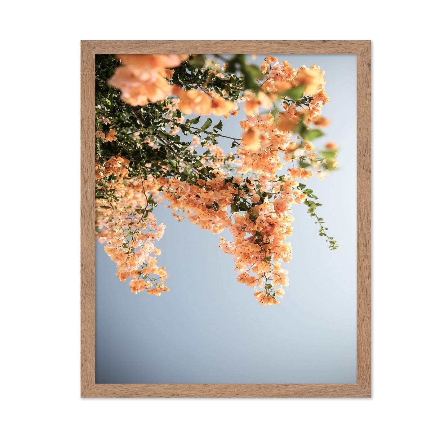 Peach Blossom Sky