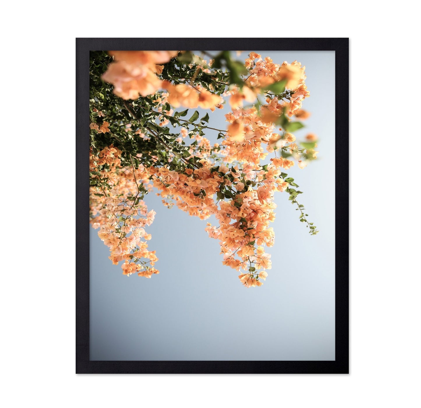 Peach Blossom Sky
