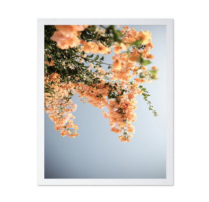 Peach Blossom Sky