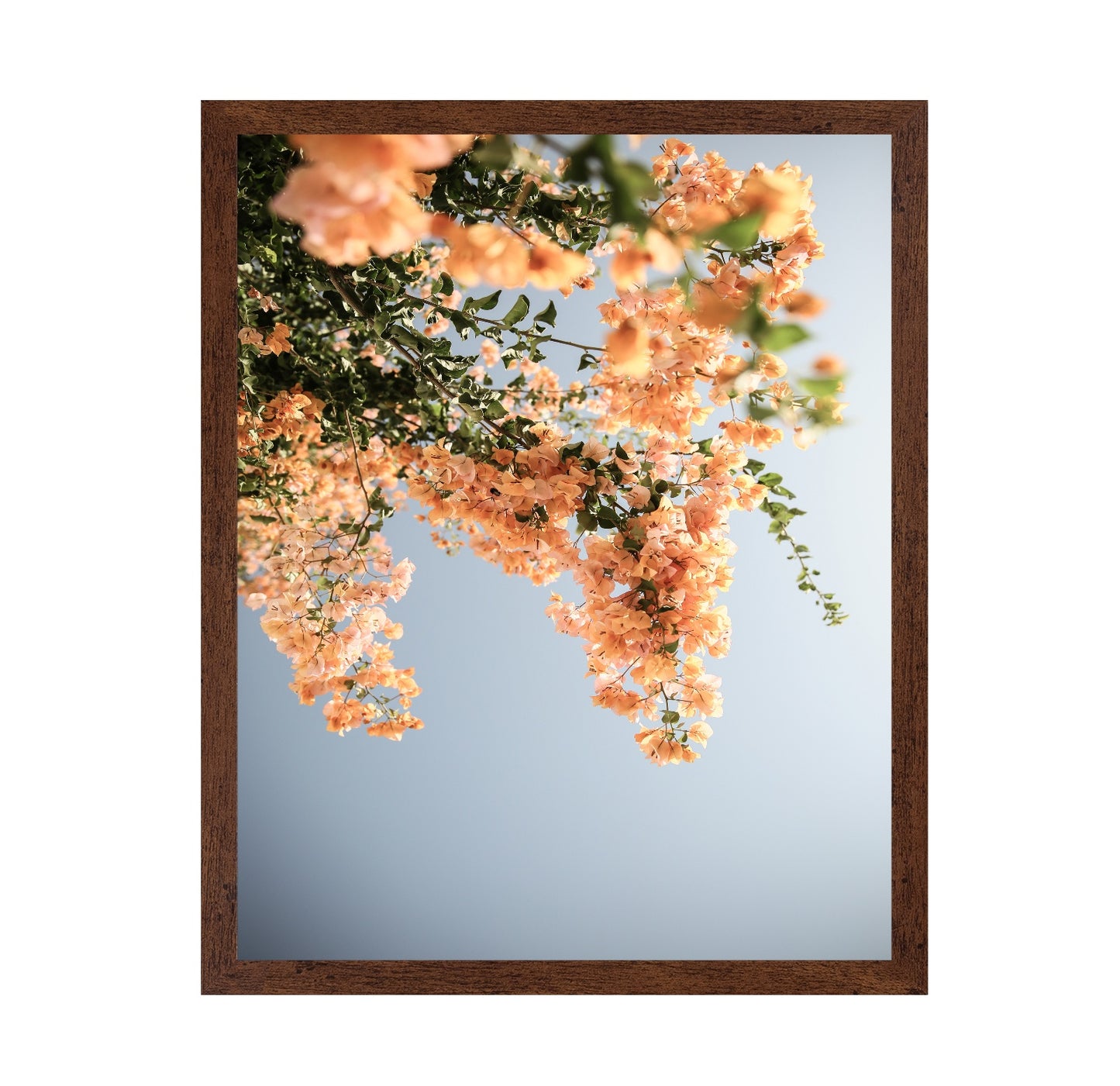 Peach Blossom Sky