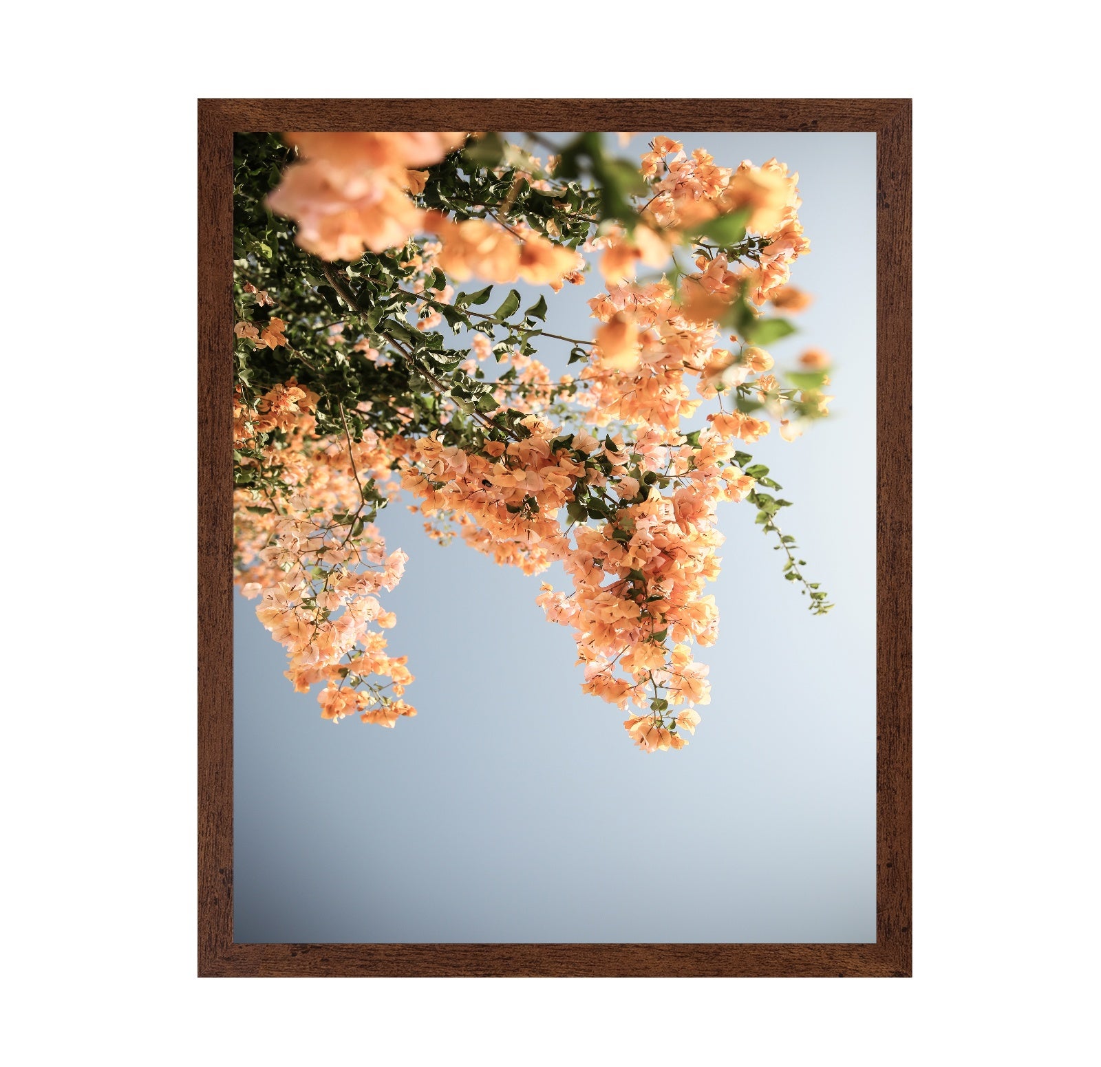 Peach Blossom Sky