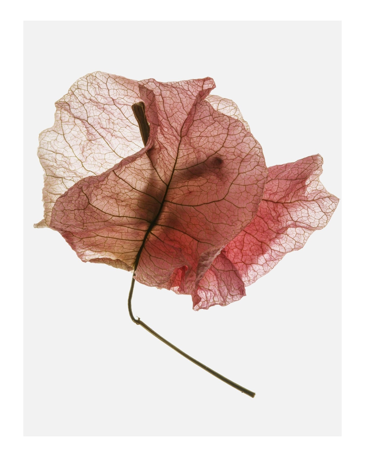 Blush Dried Petal