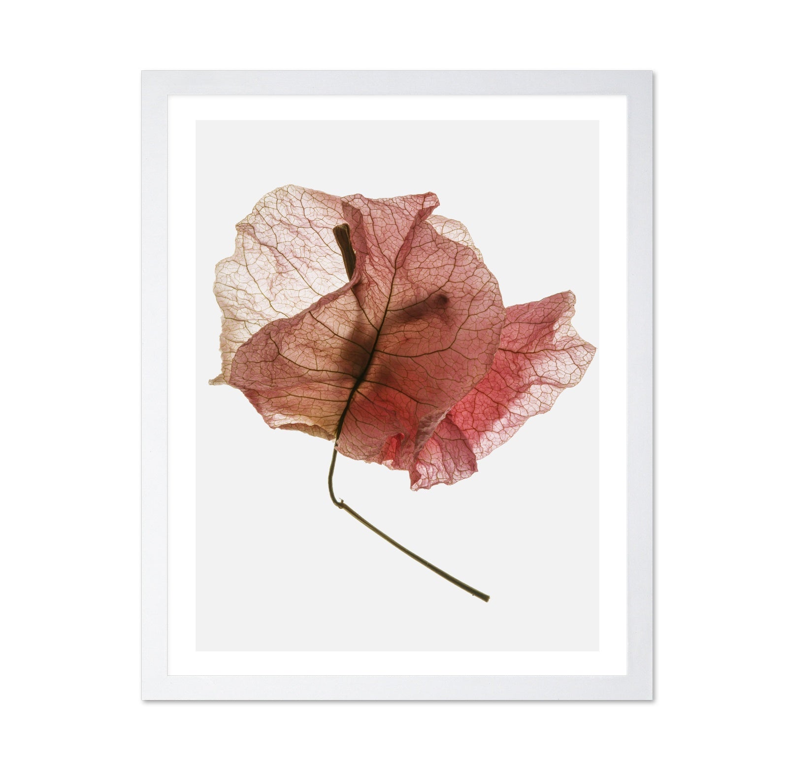 Blush Dried Petal