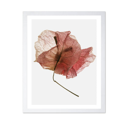Blush Dried Petal