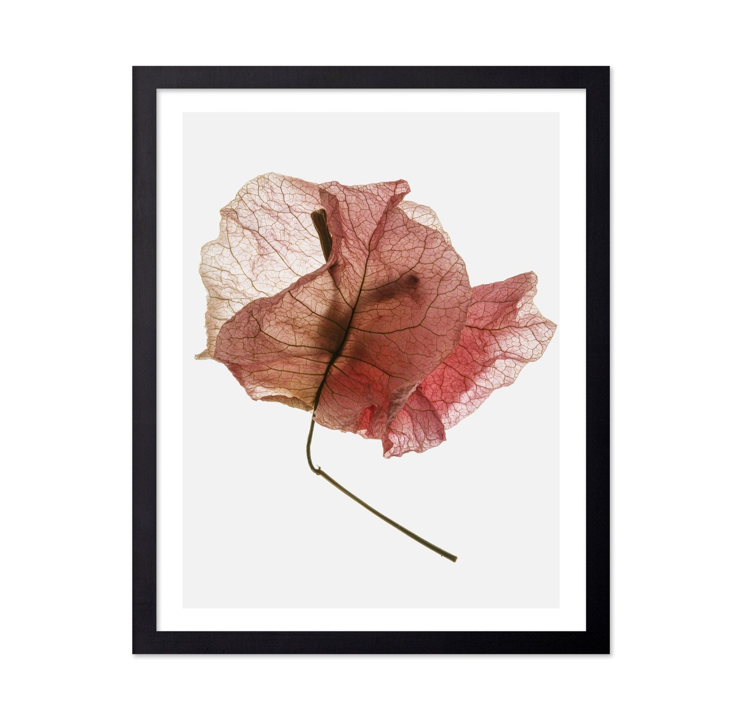 Blush Dried Petal