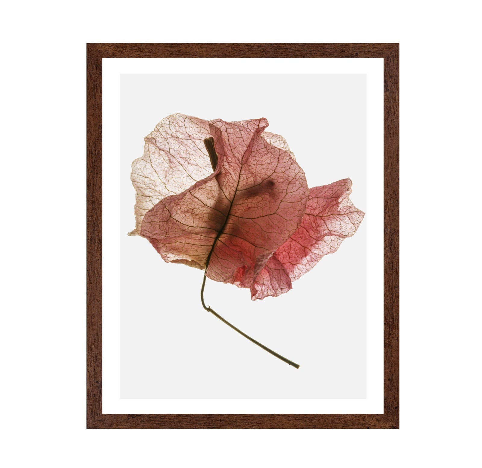 Blush Dried Petal