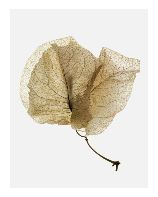Delicate Dried Petal