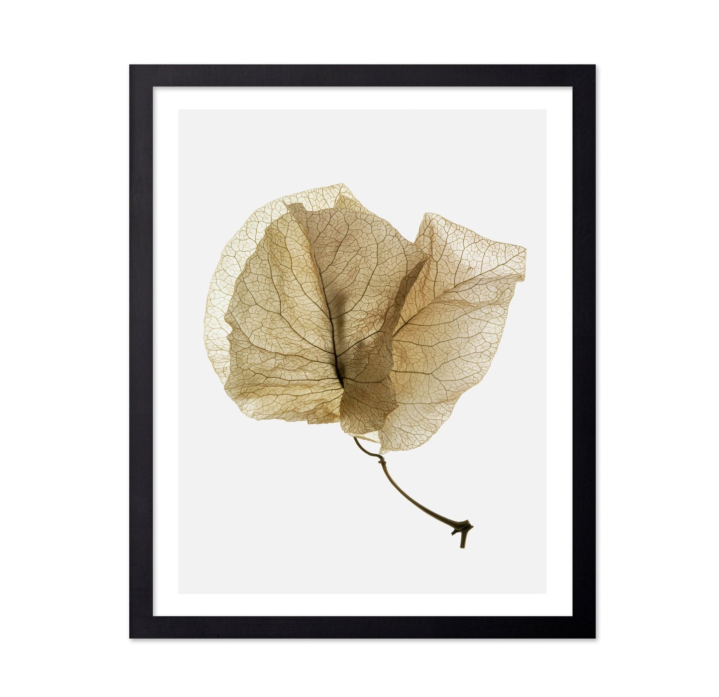 Delicate Dried Petal