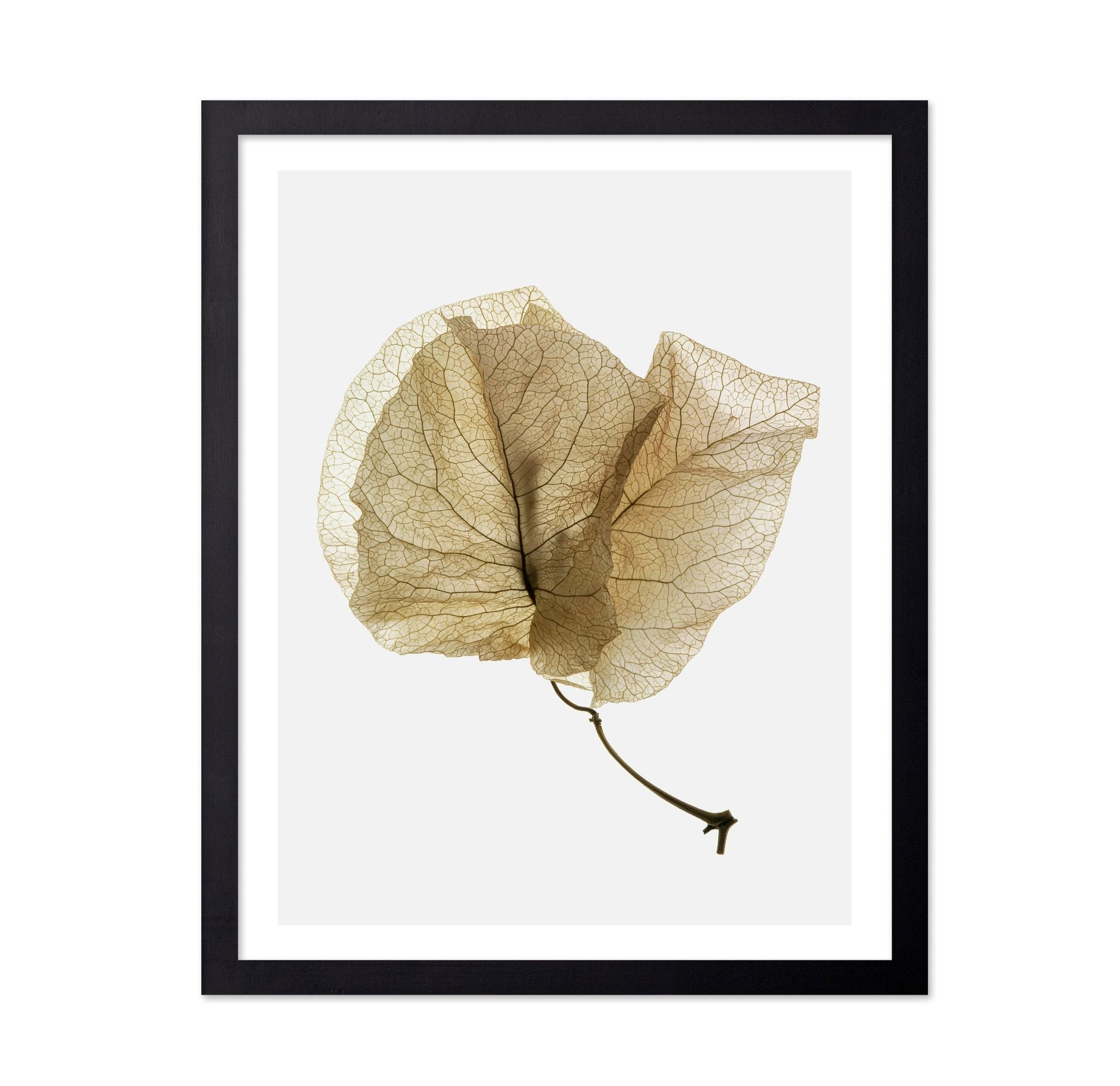 Delicate Dried Petal