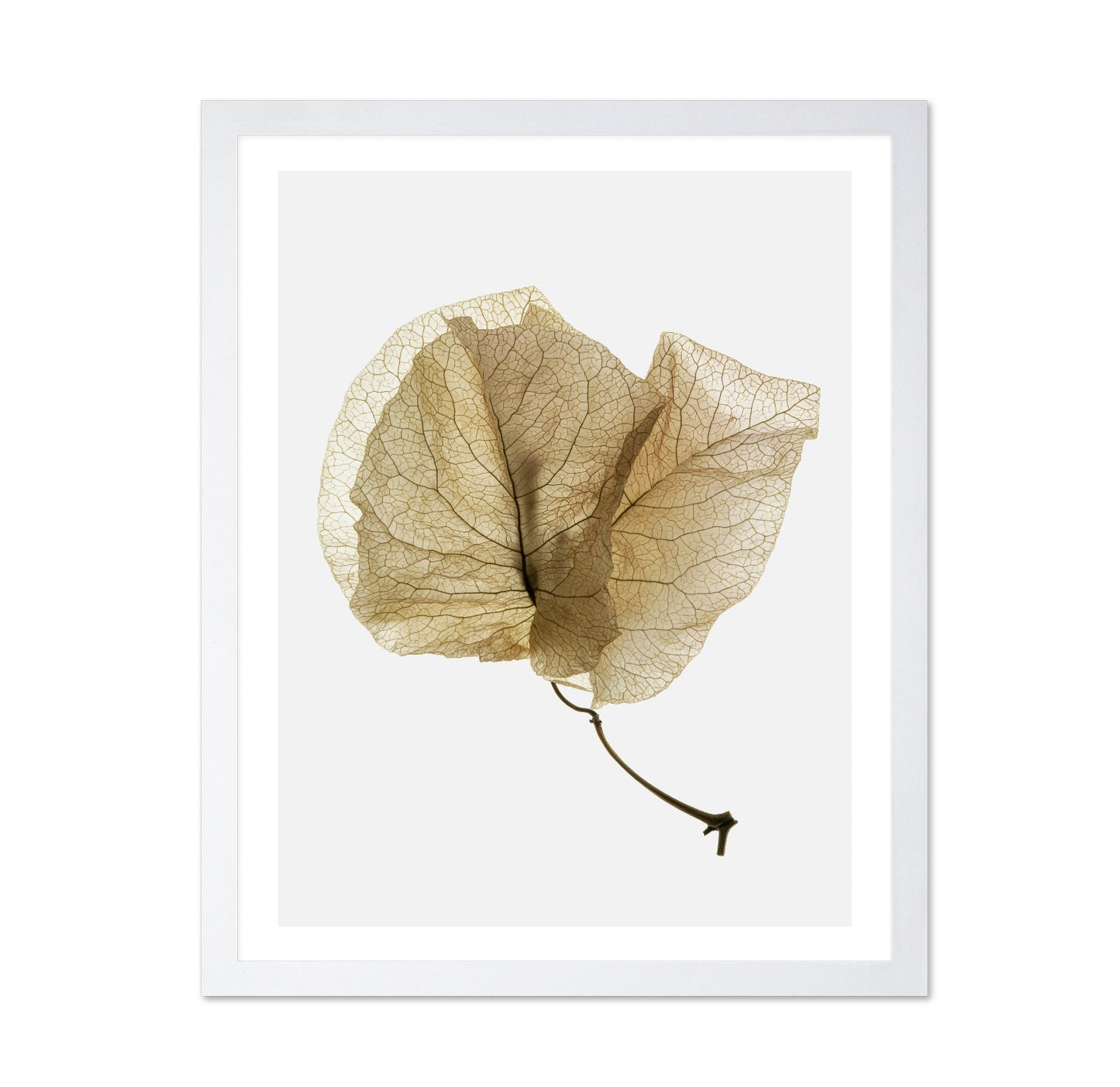 Delicate Dried Petal