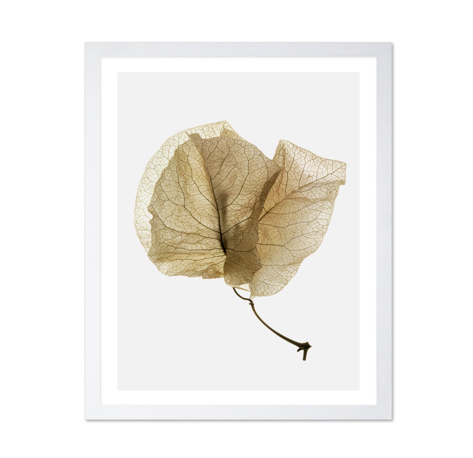 Delicate Dried Petal