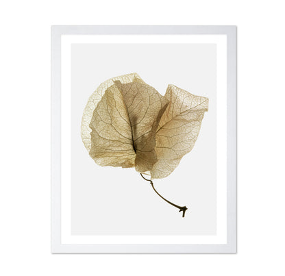Delicate Dried Petal