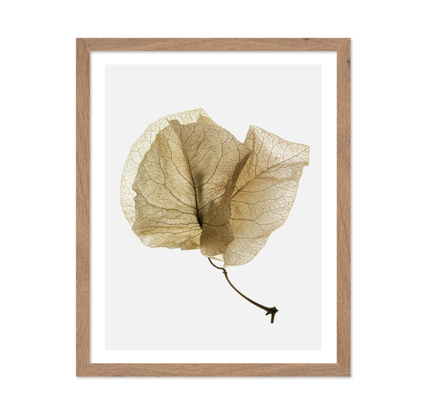 Delicate Dried Petal