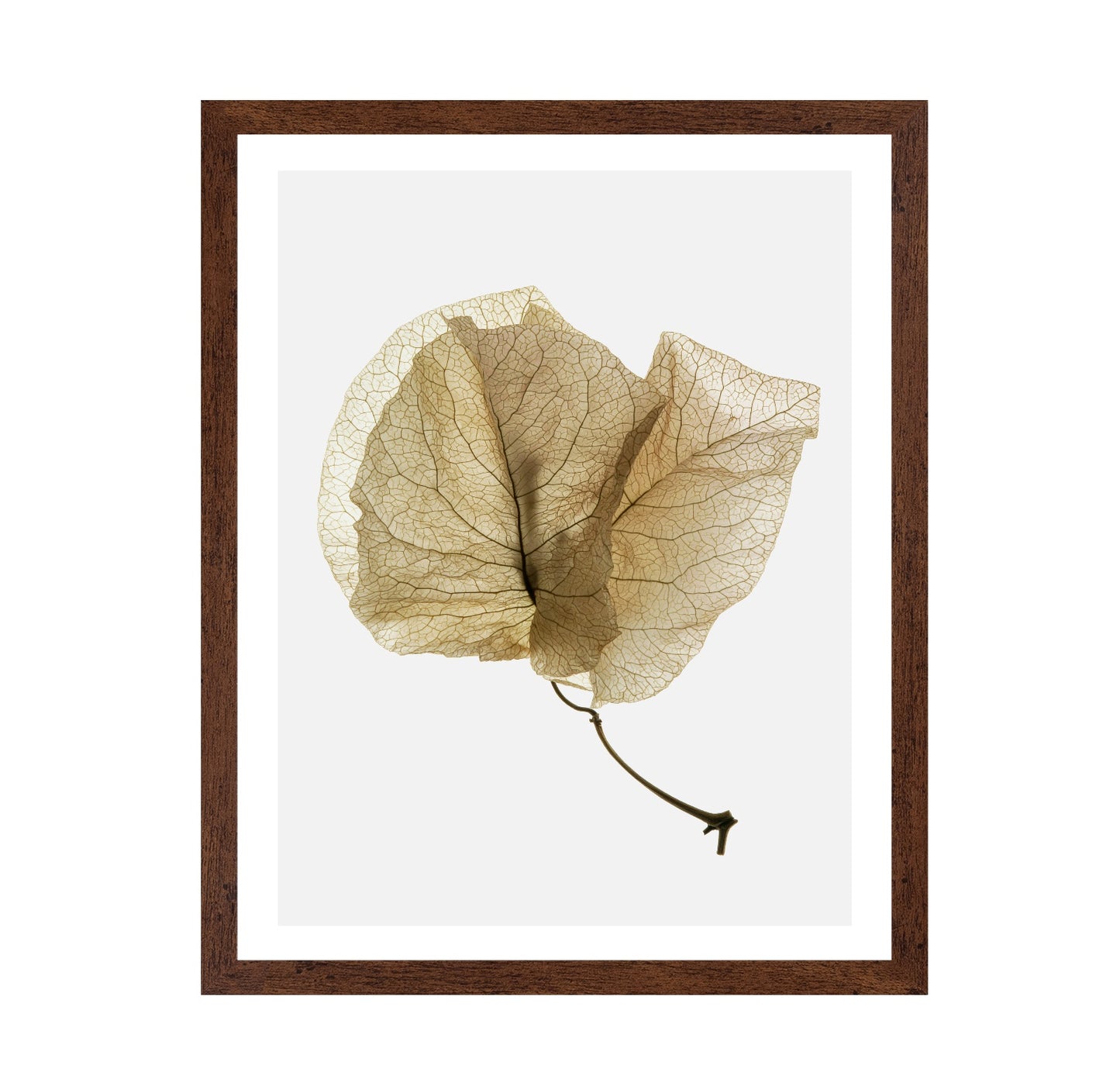 Delicate Dried Petal