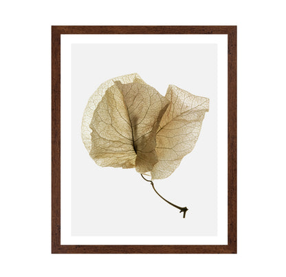 Delicate Dried Petal