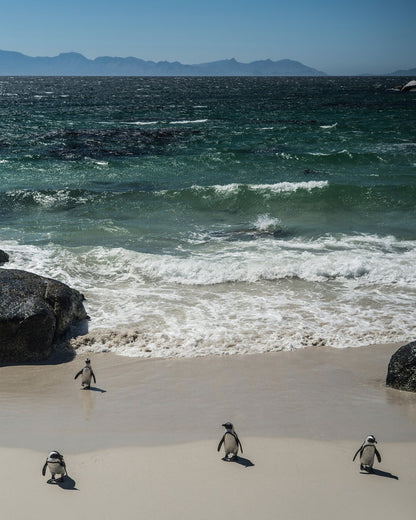 Penguins Beach Walk