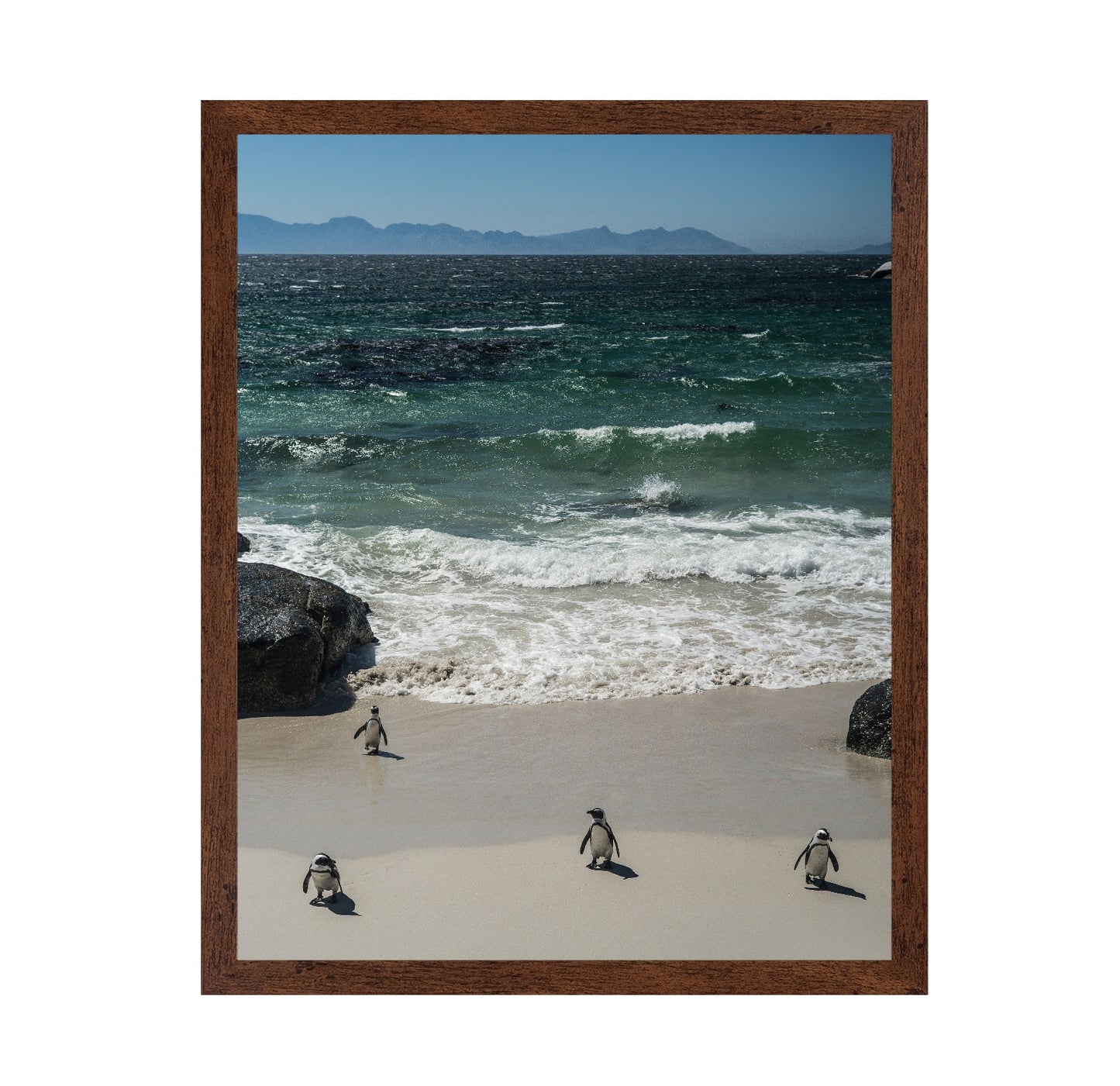 Penguins Beach Walk