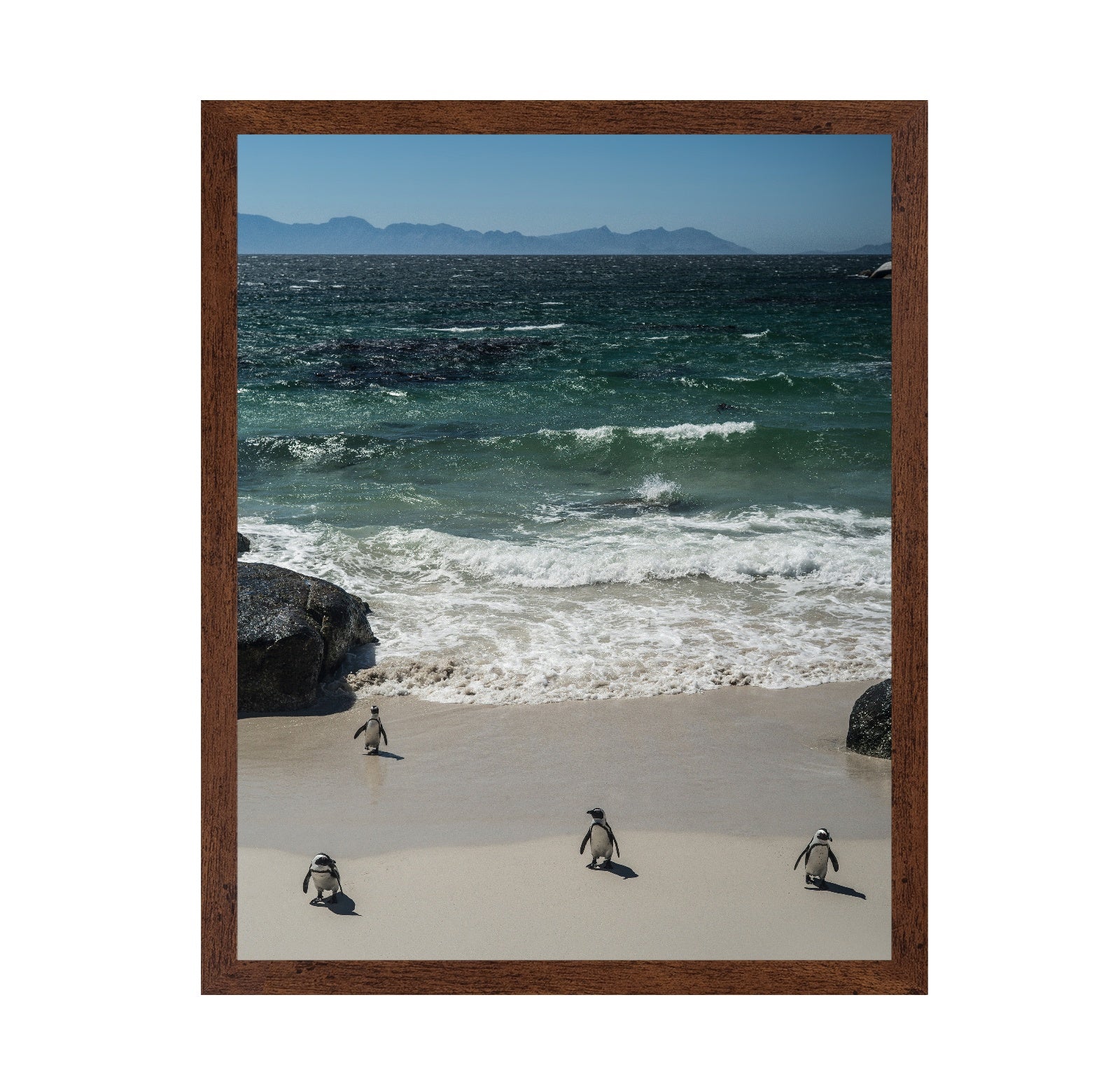 Penguins Beach Walk