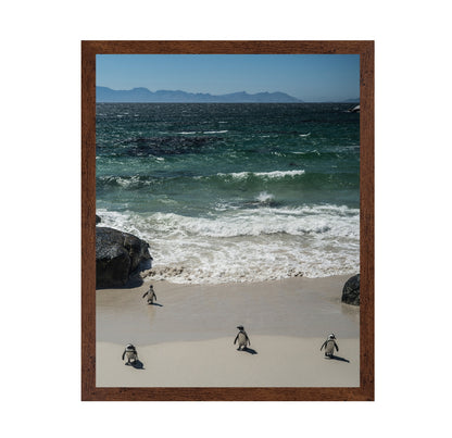 Penguins Beach Walk