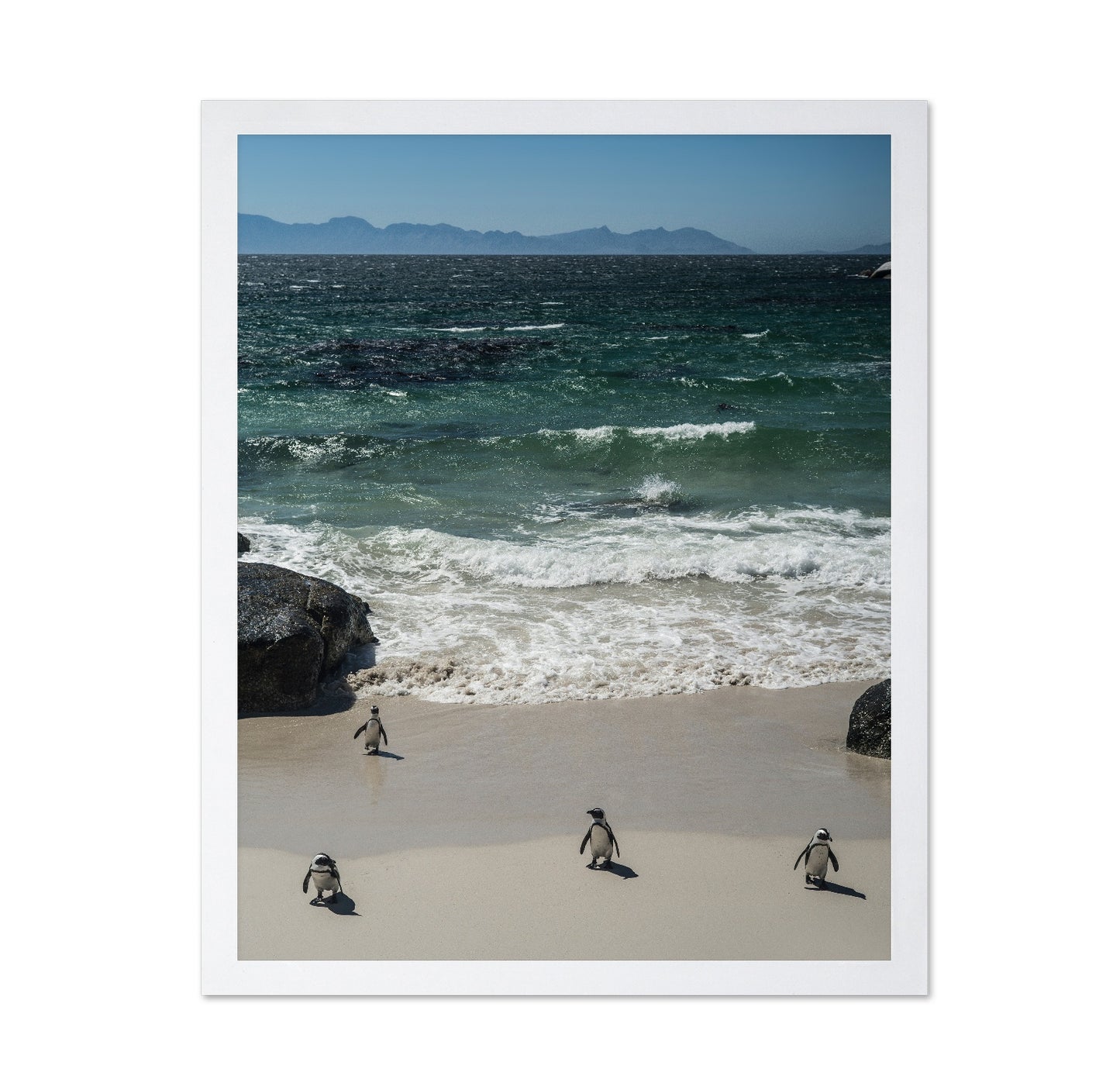 Penguins Beach Walk